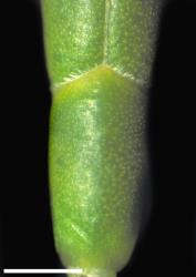 Veronica salicornioides. Close-up of leaves showing obscure nodal joint. Scale = 1 mm.
 Image: W.M. Malcolm © Te Papa CC-BY-NC 3.0 NZ